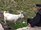 Goatherd -  Cangpocun, Yongjia, Wenzhou, Zhejiang