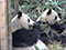 Giant Pandas at the Research Base of Giant Panda Breeding -  Chengdu, Sichuan 